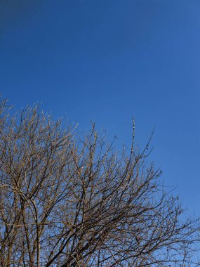 Yapraksız ağaç dalları canlı, mavi bir gökyüzüne doğru uzanıyor. Bu da ilkbahar ekinoksu günü ya da Prag, Czechia 'daki Paskalya fotokopi uzayının gelişini işaret ediyor.