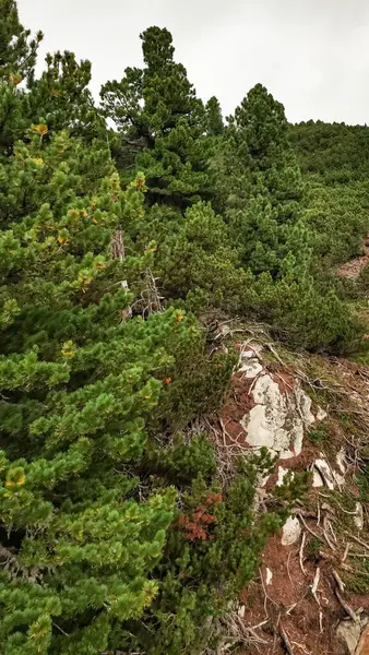 Yüksek Tatras dağ sıralarında, Slovakya 'da kayalık bir dağ yamacında büyüyen çam ağaçları.