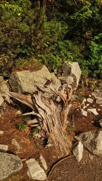 Yıpranmış ağaç gövdesi kayaların ve yaprakların arasında dinleniyor, Slovakya 'daki yüksek tatra dağlarının engebeli güzelliğini gözler önüne seriyor.