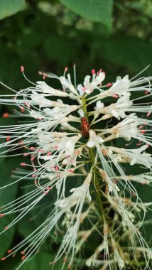 Kızıl asker böceği, beyaz çiçeklerin üzerinde dinleniyor. Czech cumhuriyetindeki doğanın güzelliğini gözler önüne seriyor.