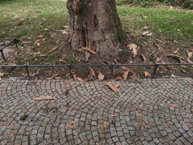 Ağaç kabuğu ve yaprakları Prag 'da bir ağaç gövdesinin dibinde toplanıyor, Çekler Cumhuriyeti' nde, kaldırım taşları ve çimenlerin üzerinde dinleniyor Karlin.