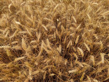 Altın buğday tarlaları rüzgârda savruluyor. Hasat mevsiminde Kokorin, Çek Cumhuriyeti 'nde doğanın cömertliğini gözler önüne seriyor.