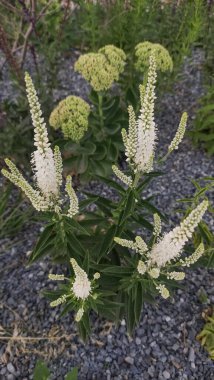 Beyaz kaz boynuzlu gevşek çiçekler Prag, Czechia 'da bir bahçede açan, yaz boyunca, canlı bir zemin sağlar