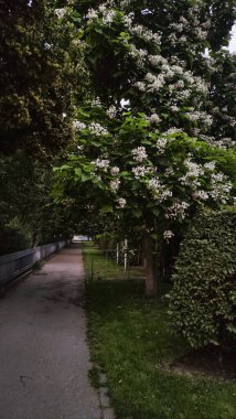 Beyaz çiçekler, sakin asfalt bir yolun yanındaki bir katalpa ağacını süslüyor Prag, Czechia 'da güzel bir yaz sahnesi yaratıyor.