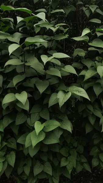 Leylak çalılarının yemyeşil yaprakları canlı bir zemin oluşturuyor, Prag 'ın büyüleyici manzaralarındaki doğanın güzelliğini simgeliyor yaz boyunca.