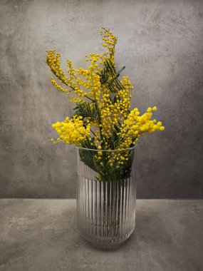 Mimoza çiçekleri şık cam bir vazoda sergilenerek basit gri bir arkaplan fotokopi alanına karşı canlı bir kontrast oluşturuyor.