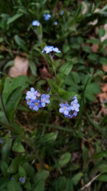 Narin mavi, unutma beni Pruhonice Park, Czechia 'nın yemyeşil bahçesinde açan çiçekleri. Huzurlu ve güzel bir doğal manzara yaratıyor.