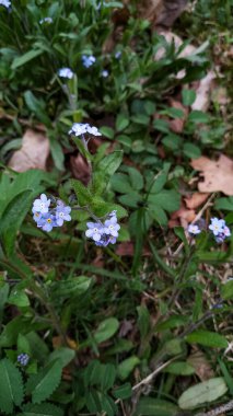 Kibarca beni unutma yeşil yaprakların arasında açan çiçekler Pruhonice Park, Czechia 'da baharın özünü yakalıyor.