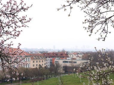 Prag, Çek Cumhuriyeti - 26 Mart 2025: Çiçek açan badem ağaçları, sisli bir ilkbahar gününde Petrin bahçelerinde şehrin mimarisini ve yeşil alanlarını gözler önüne seren Prag, Czechia 'nın panoramik manzarasını oluşturdu