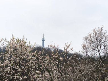 Prag, Çek Cumhuriyeti - 26 Mart 2025: Petrin gözcü kulesi, bulutlu bir günde Petrinske sady, prag, czechia 'da çiçek açan ağaçların üzerinde yükselirken görülüyor