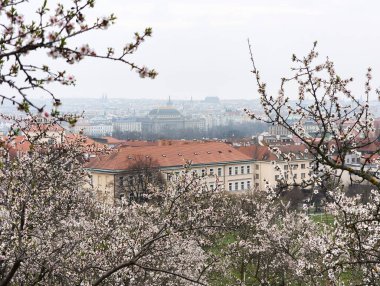 Prag, Çek Cumhuriyeti - 26 Mart 2025: Prag 'ın şehir manzarasının Petrin bahçelerindeki badem ağaçları aracılığıyla manzarası, Çekoslovakya' nın baharının özünü yakalıyor
