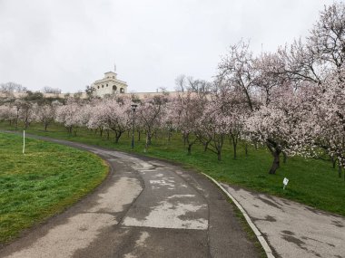 Prag, Çek Cumhuriyeti - 26 Mart 2025: Badem ağaçları açan Petrin bahçeleri ve Prag, Czechia 'da arka planda açlık duvarı