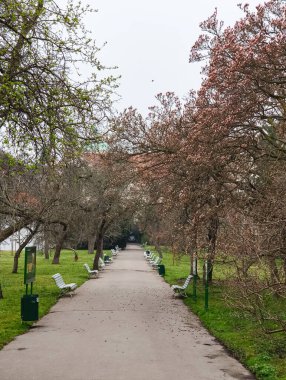 Prag, Çek Cumhuriyeti - 26 Mart 2025: Çiçek açan manolya ağaçları ve boş banklar, Vojan Gardens, Prag ve Czechia 'daki uzak bir binaya uzanan sakin bir yol çiziyor