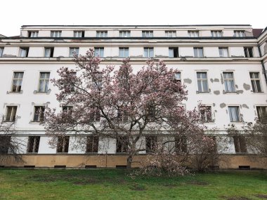 Prag, Çek Cumhuriyeti - 26 Mart 2025: Manolya ağacı, Vojan Bahçeleri, Prag 'daki yıpranmış beyaz bir binayla çelişiyor ve doğanın güzelliğini vurguluyor.