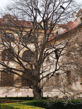 Prag, Çek Cumhuriyeti - 26 Mart 2025: Vojan bahçelerindeki çıplak bir ağacın dallarına tünemiş tavuskuşları, Prag 'ın Mala Strana bölgesindeki bir kamu bahçesi,