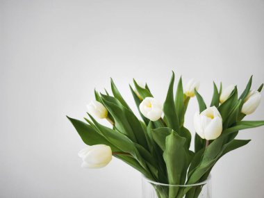 Taze beyaz laleler ilkbaharı ve yeni başlangıçları sembolize eder. Saf ve zarif bir atmosfer yaratır.
