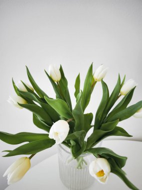 Beyaz laleler cam bir vazoda sergileniyor, bahar ruhunu somutlaştırıyor ve taze çiçekleri ve zarif kopyalama alanlarıyla yenileniyor.