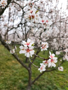 Güneşli bir bahar gününde Prag, Czechia 'daki bir meyve bahçesinde dallarda güzel beyaz badem çiçekleri açar. Petrin bahçeleri.