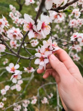Bahar zamanı, Prag, Czechia 'daki Badem çiçeklerinin narin güzelliğine hayran olan bir kadın. Petrin bahçeleri.