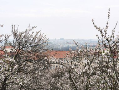 Prag şehirlerinin manzarası Petrin Tepesi bahçelerindeki Badem ağaçlarının arasından geçiyor, İlkbaharın güzelliğini çekiyorlar, boşluğu kopyalıyorlar.