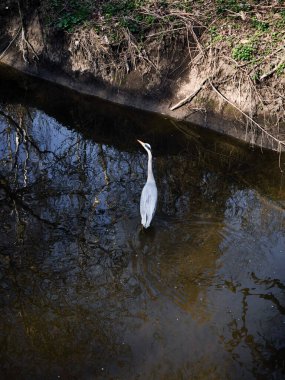Gri balıkçıl, doğa parkı Smetanka 'nın üzerindeki ağaçların ve dalların sakin yansımalarıyla çevrili karanlık kanal sularında sessizce yürüyor.