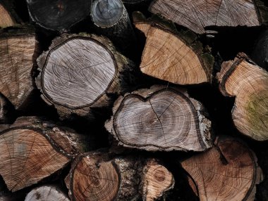 Ormanda istiflenmiş odun odunları belirgin büyüme halkalarını sergiliyor, kırsal ve doğal bir zemin oluşturuyor.