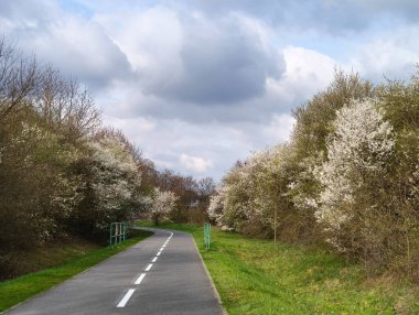 Prag, Czechia 'da bulutlu bir gökyüzünün altındaki ağaçların arasından süzülen asfalt bir yolun manzarası bahar doğasının güzelliğini yansıtıyor.