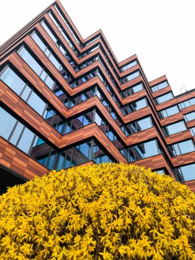 Prag, Çek Cumhuriyeti - 24 Mart 2025: Forsythia çalılığı, Zizkov 'un Prag ilçesi Prag 3, Czechia' da benzersiz bir zig zag tasarımı ile modern bir ofis binasının önünde canlı sarı çiçeklerle çiçek açıyor