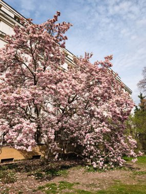 Geniş bir manolya ağacı, çiçek açmış parlak pembe çiçekler sergiliyor Vojan bahçe parkında, Prag 'da açık mavi bir gökyüzüne karşı.