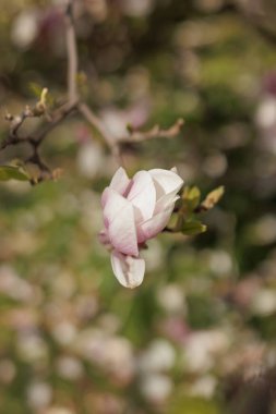 Pembe ve beyaz manolya çiçekleri baharda bir ağaç dalında çiçek açıyor, Vojan Gardens 'ın yumuşak bulanık arka planında Prag duvar kağıdını kopyalıyor.