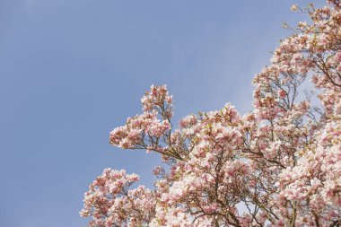 Magnolia ağacı, açık mavi gökyüzüne karşı pembe çiçeklerle kaplanmış kalbiyle, baharın Vojan Gardens Prag 'a gelişini kutluyor.