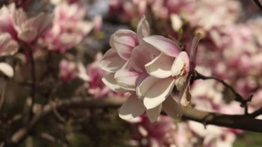 Yumuşak pembe tonlarda çiçek açan manolya yapraklarının yakın çekimi, Prag 'daki Vojan bahçeleri bahar çiçekli makro görüntüleri
