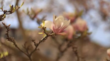 Yumuşak pembe tonlarda çiçek açan manolya yapraklarının yakın çekimi, Prag 'daki Vojan bahçeleri bahar çiçekli makro görüntüleri