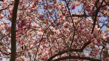 Güneş ışığı manolyası, Prag 'daki Vojan bahçelerinde gölgeler ve kontrastlı, sanatsal bahar çiçekleri eşliğinde çiçek açar.