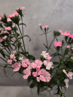 Yumuşak, yemyeşil saplı pembe çiçekler soluk gri arkaplan karşısında çarpıcı bir kontrastlık yaratır, doğal güzelliği ve zarafeti yansıtır.