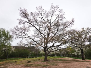 Görkemli ağaç dimdik ayakta duruyor, çıplak dalları bulutlu gökyüzüne doğru uzanıyor, etrafındaki bahar manzarasının gelişen yeşilliğiyle çelişiyor.