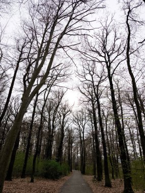 Çıplak ağaçlar asfalt bir yol çiziyor. Güneş, dingin bir ormanın içindeki dallardan süzülüyor.
