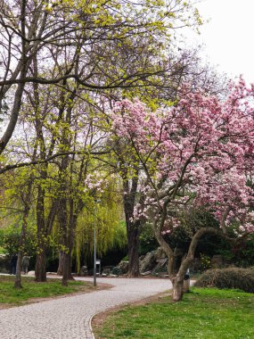 Canlı bir park olan Podvini 'de dolambaçlı bir yol, taze yeşil yaprakların arasında çiçek açan bir manolya ağacı, sakin bir bahar manzarası yaratır.