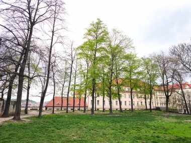 Prag, Çek Cumhuriyeti - 15 Nisan 2025: Parkta büyüyen yemyeşil ağaçlar, arka planda binalar bulunan kentsel manzaraya biraz doğa katıyor