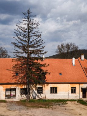 Brno, Çek Cumhuriyeti - 5 Nisan 2025: Bulutlu bir gökyüzünün altında, Veveri Şatosu 'nda terracotta çatısı olan bir binanın önünde duran uzun ladin ağacı