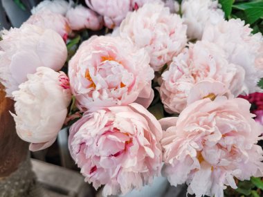 Güzel pembe şakayıkları kapatın, narin taç yapraklarını sergileyin ve Çek Cumhuriyeti 'ndeki Holesovice pazarında çarpıcı bir görüntü oluşturun.