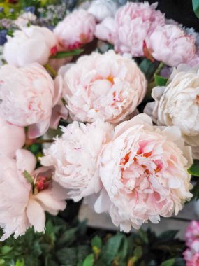 Pembe şakayıkların güzelliğini yakına çekmek, hassas taç yapraklarını ortaya çıkarmak ve Çek Cumhuriyeti 'nin Prag çiçeği Holesovice pazarında romantizm ve yumuşaklık yayan zarif bir düzenleme