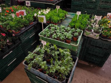 Aromatik bitkiler ve canlı çiçekler kaplarda gelişiyor, hareketli bir bahçe merkezinde müşterileri bekliyor, Prag, Çek Cumhuriyeti 'ndeki Holesovice pazarında satılığa ve ekime hazır.