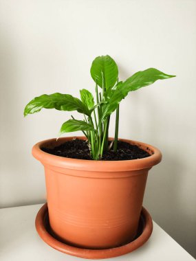 Terracotta tenceresindeki zengin topraktan pürüzsüz dokuya sahip parlak yeşil spathiphyllum yaprakları, basit beyaz masa, ferahlatıcı atmosfer, doğal ışık bitkinin canlı büyümesini sağlar.