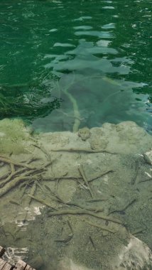 Batık dallar ve kayalar, Plitvice Gölleri Ulusal Parkı 'ndaki bir gölün şeffaf turkuaz suyunun altında uzanır ve büyüleyici bir sualtı sahnesi yaratır.
