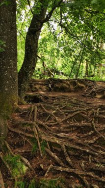 Korunmasız ağaç kökleri, güneşli bir yaz gününde Plitvice Gölleri Ulusal Parkı 'ndaki orman zemininde iç içe geçmiş durumda.