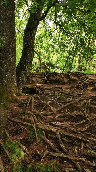 Korunmasız ağaç kökleri, güneşli bir yaz gününde Plitvice Gölleri Ulusal Parkı 'ndaki orman zemininde iç içe geçmiş durumda.