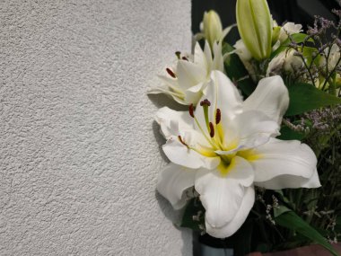 Yıpranmış duvar yüzeyinin yanında çiçek açan el değmemiş beyaz zambaklar minimalist cazibeli arka plan duvar kâğıdı kopyalama alanı içeren sofistike çiçek kompozisyonu sunuyor.