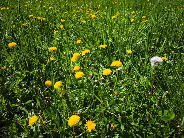 Canlı karahindiba çiçekleri yemyeşil bir çayırda açar, doğanın güzelliğini ve çevrenin zenginliğini vurgulayarak, hayat ve renkle dolu pitoresk bir sahne yaratır. Boşluğu kopyala
