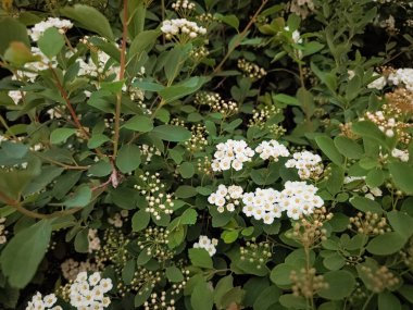 Bir çalılıkta açan narin beyaz çiçekler Prag 'da, Czechia' da, fotokopi alanında, duvar kağıdında güzel bir doğal görüntü oluşturuyor.